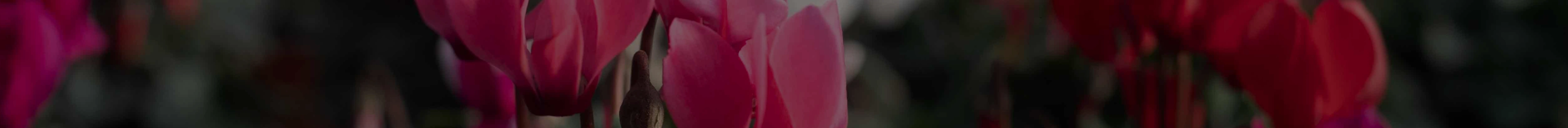 title-banner-myaccount