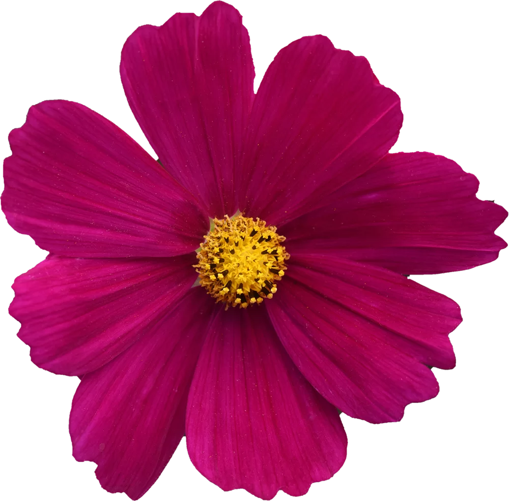 10693.webp