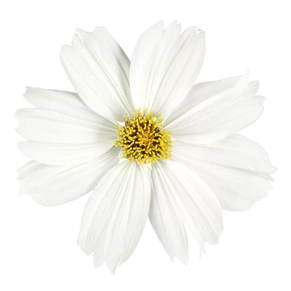 10695.webp