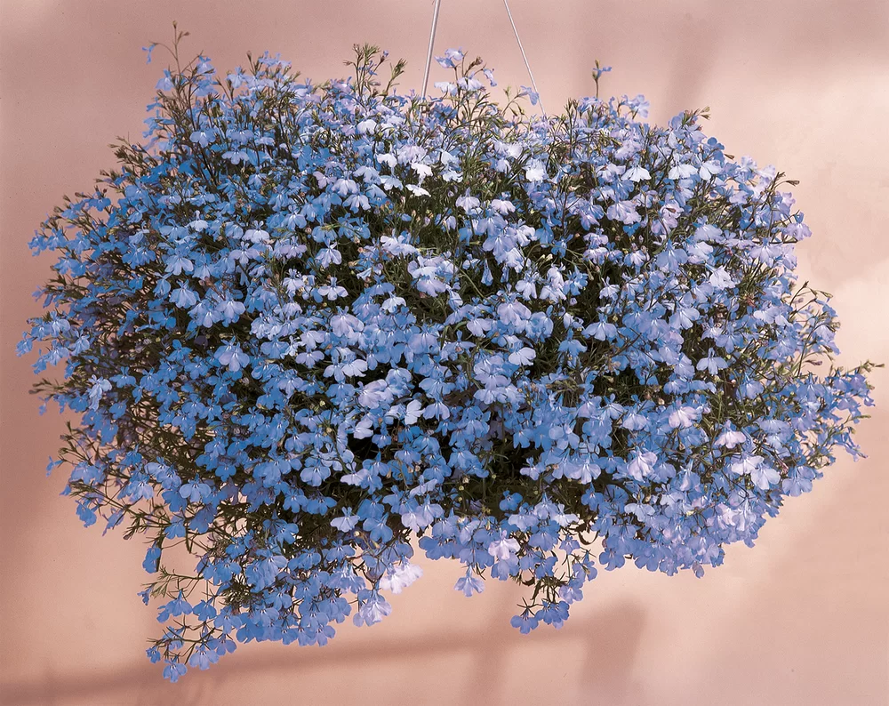 10878.webp