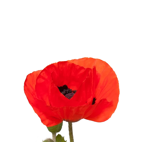 11874.webp