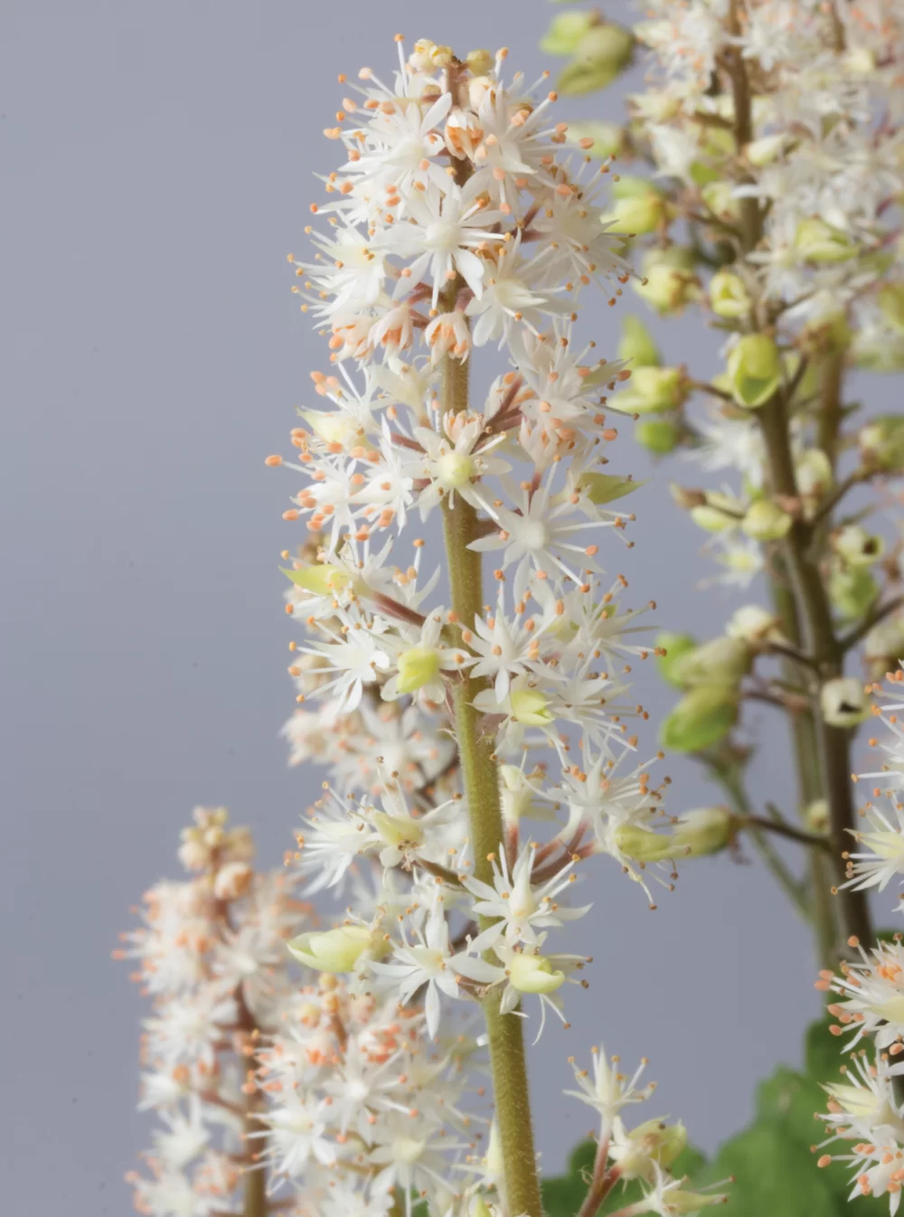 12030.webp