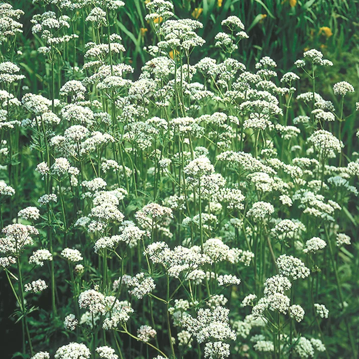 12535.webp