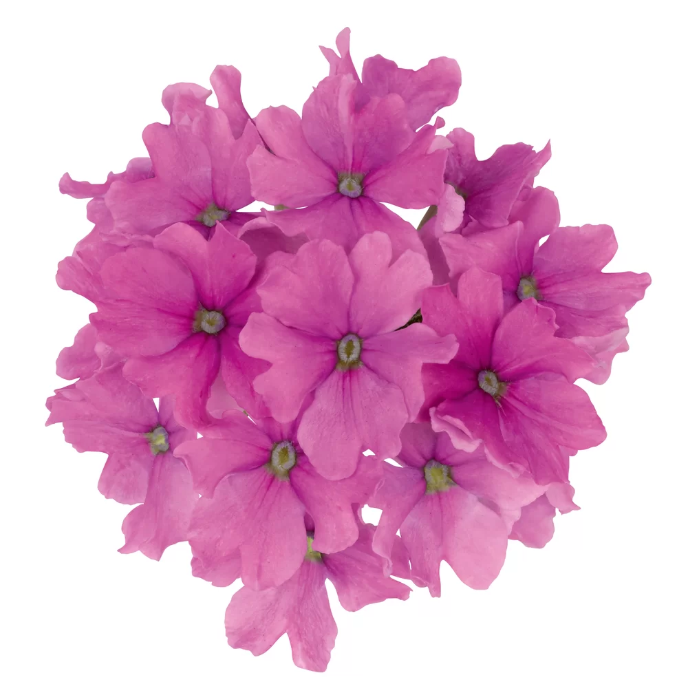 17654.webp