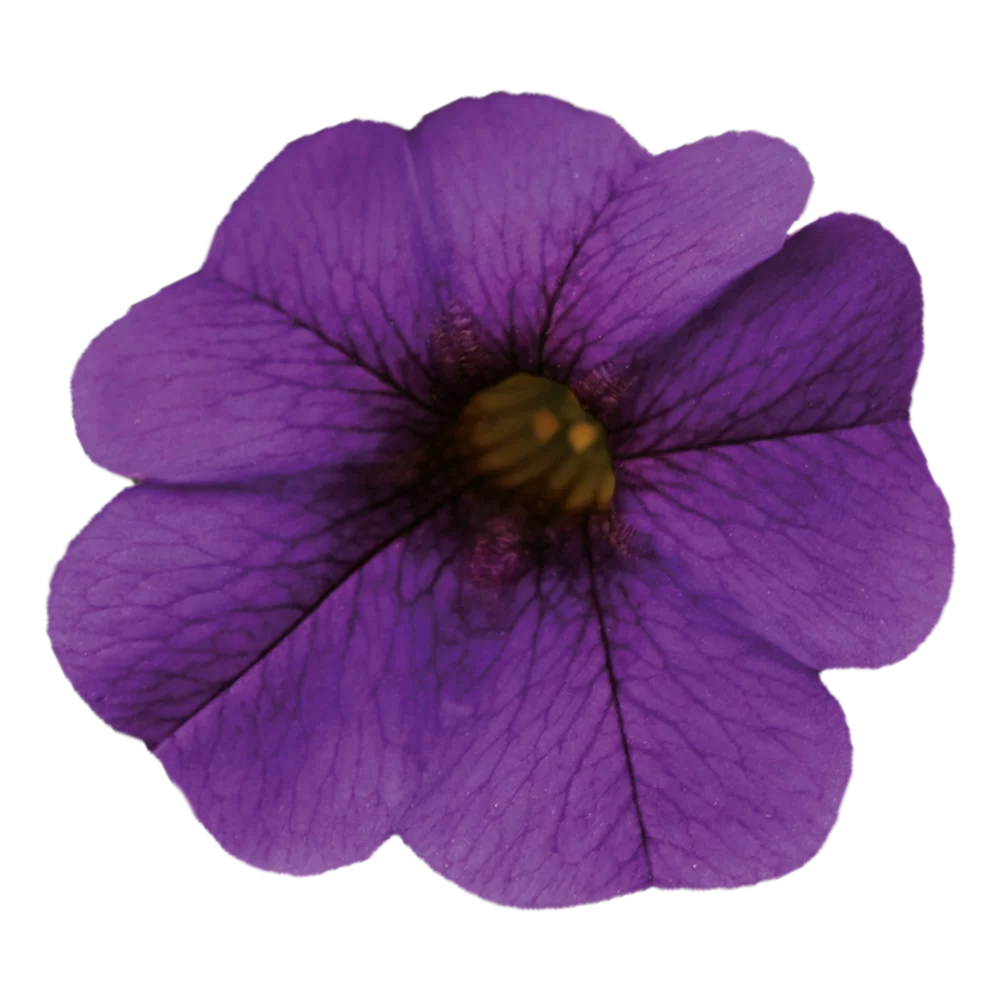 17689.webp