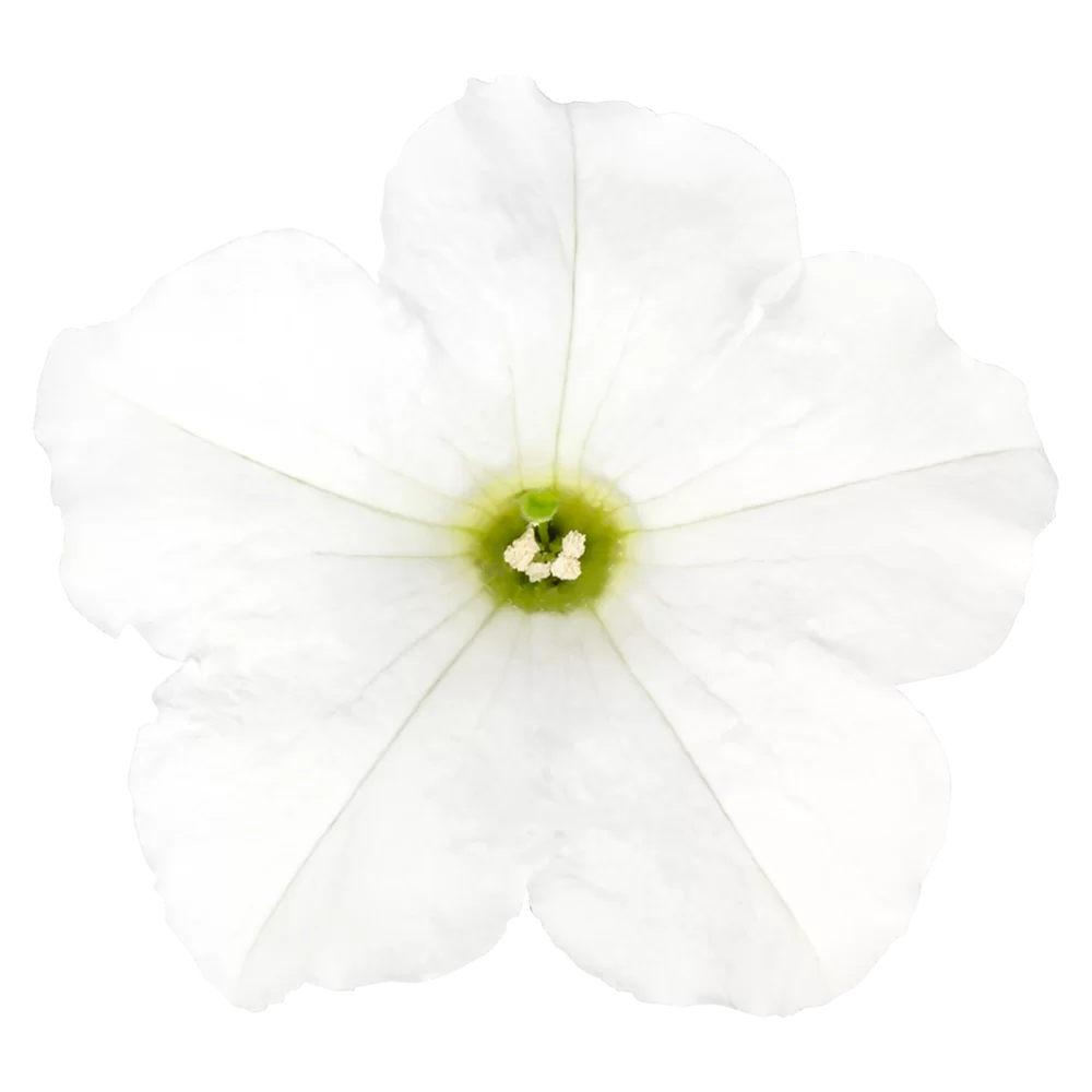 30157.webp