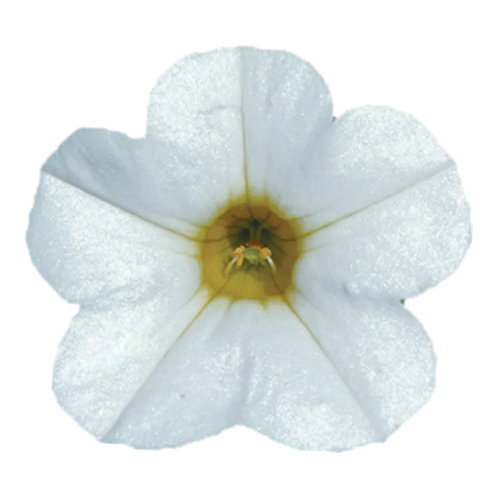31435.webp