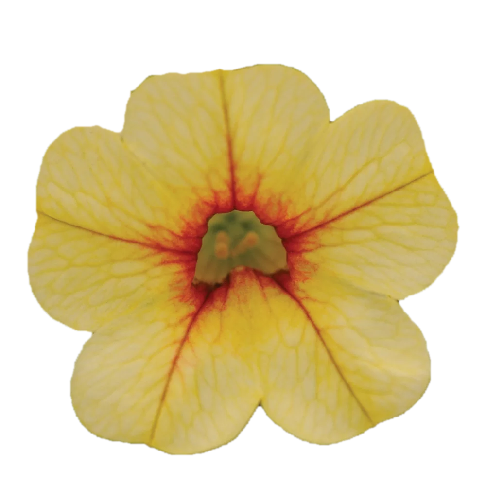 31786.webp