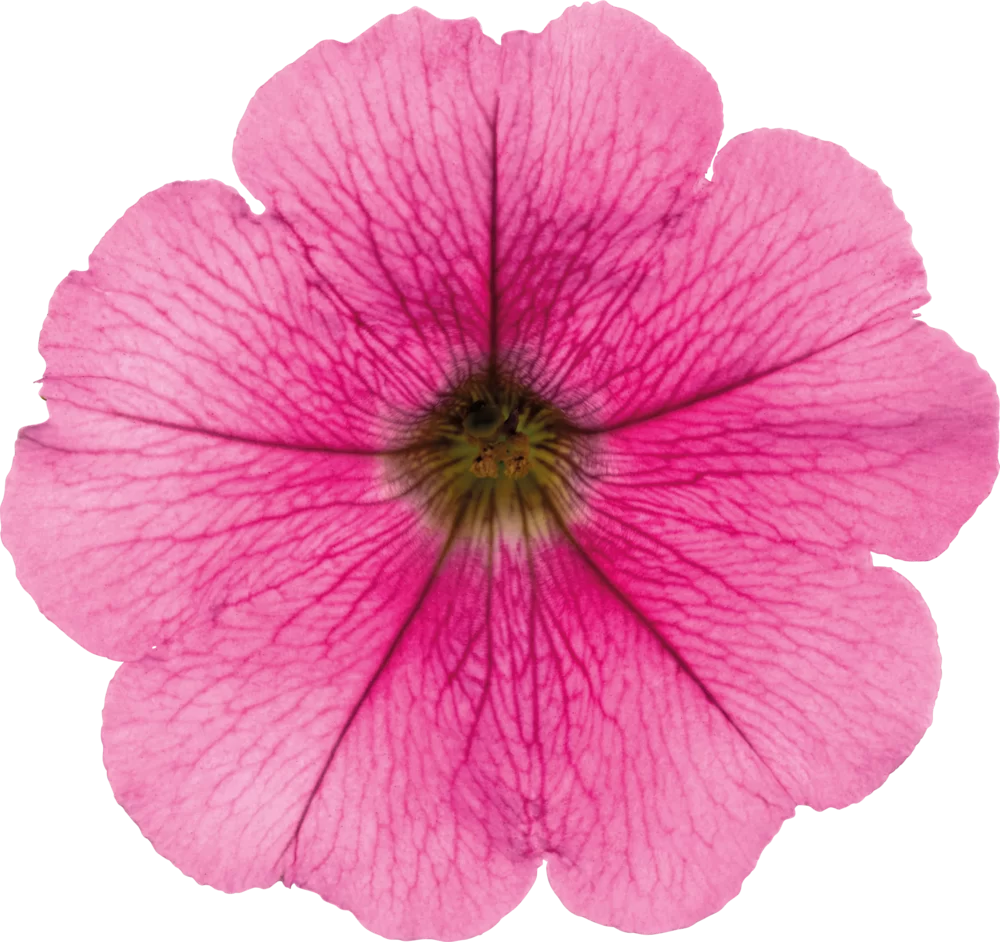 32927.webp