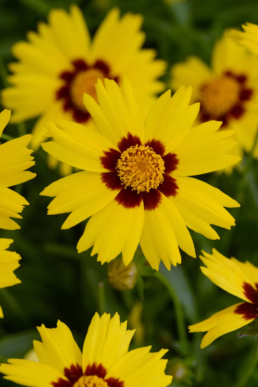 33095.webp