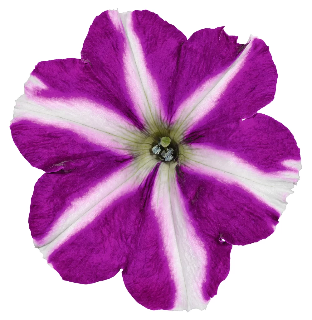 34126.webp