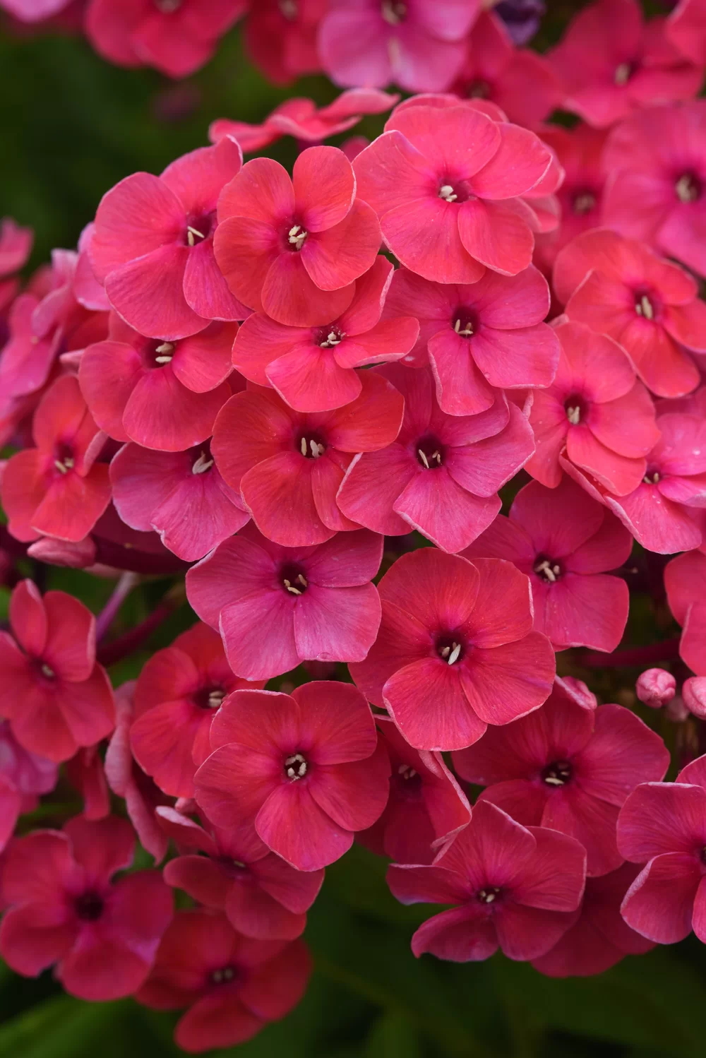 35907.webp