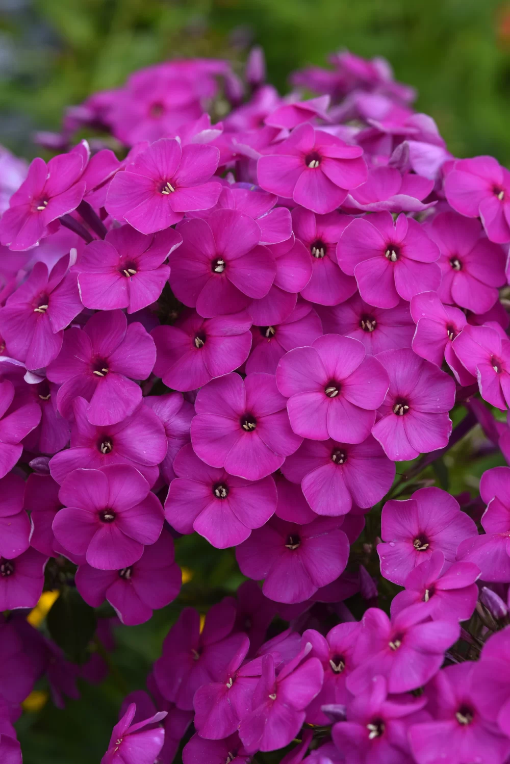 35908.webp