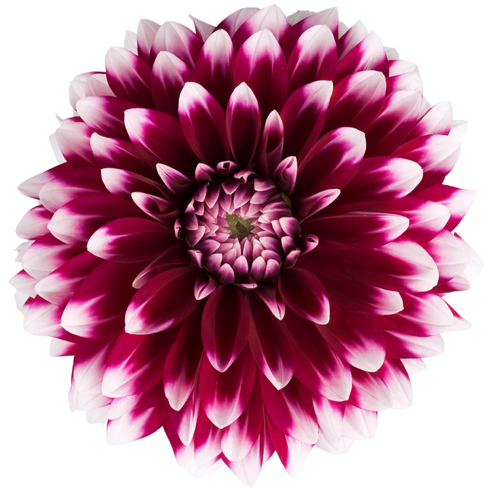 35971.webp
