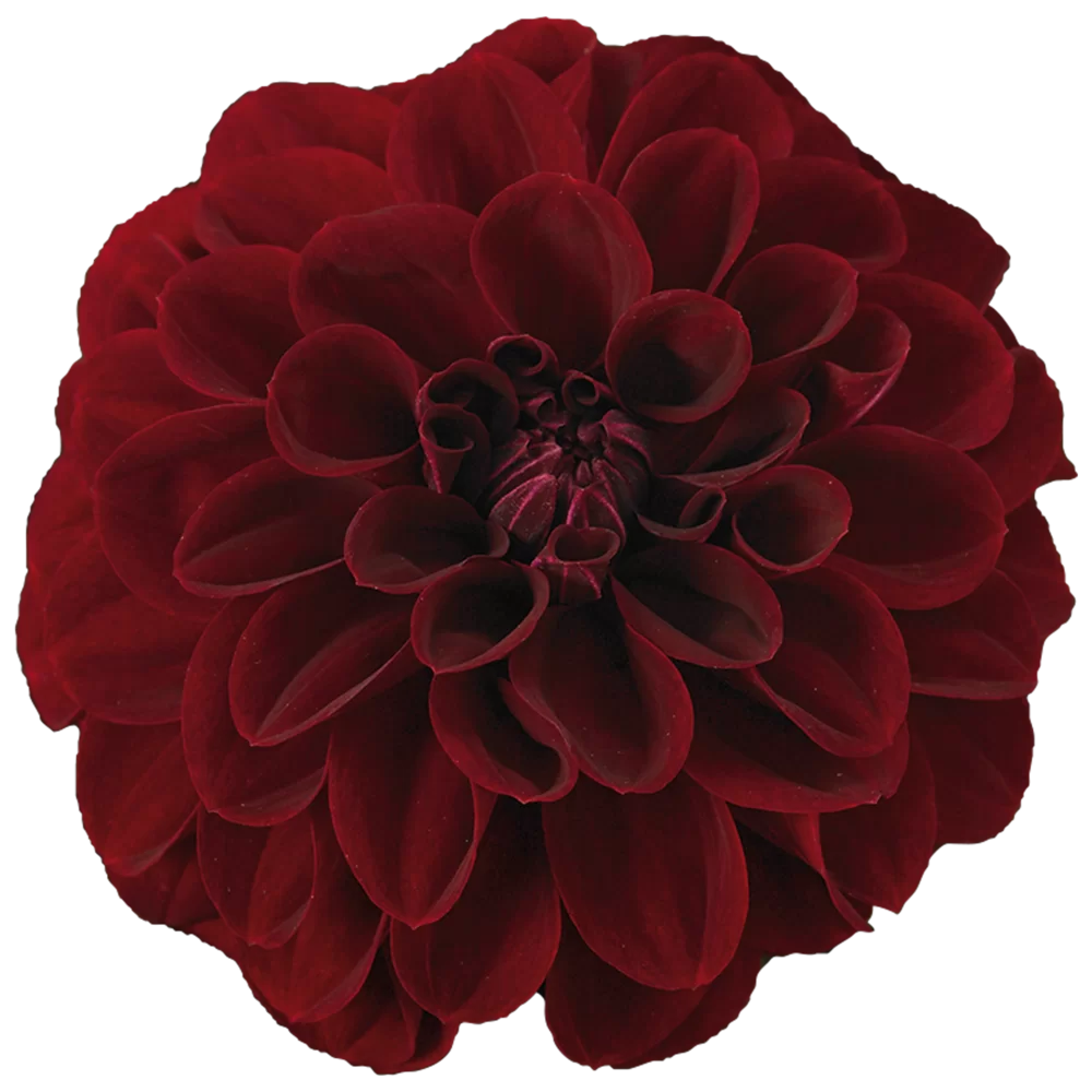 36106.webp