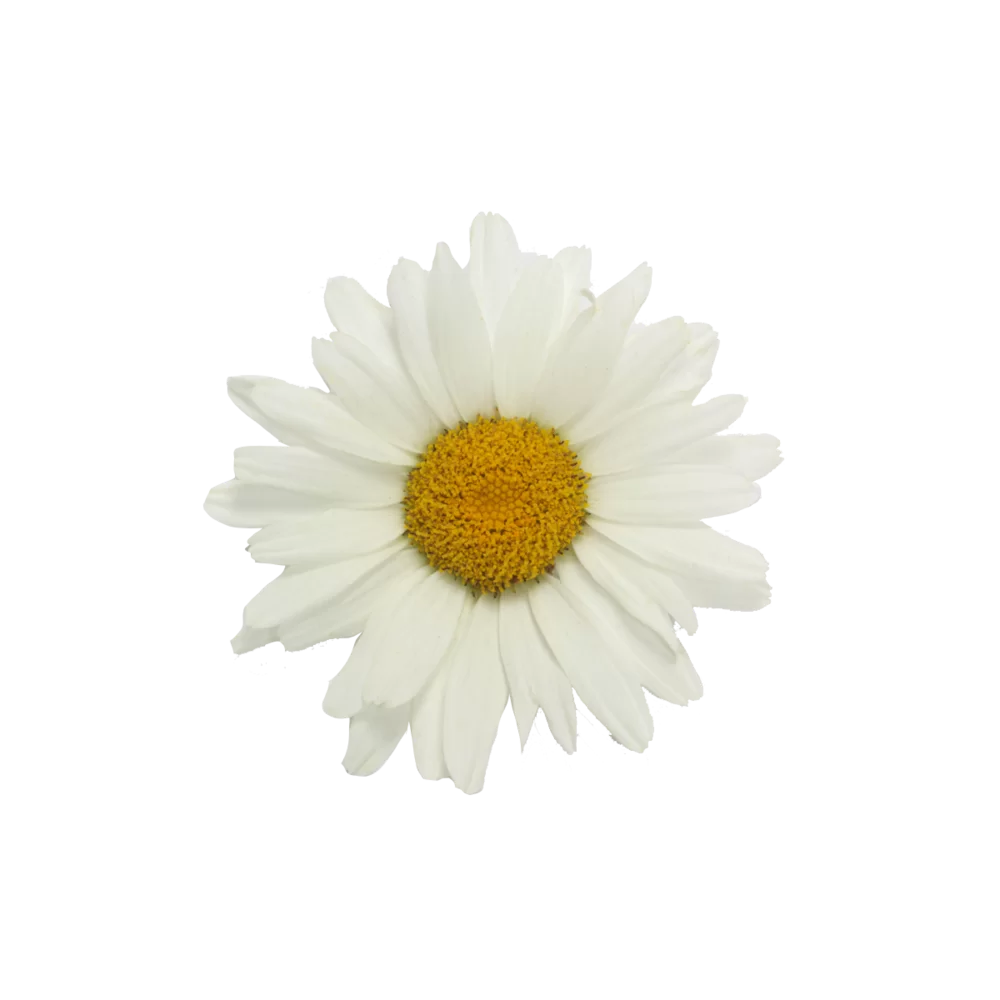 36314.webp