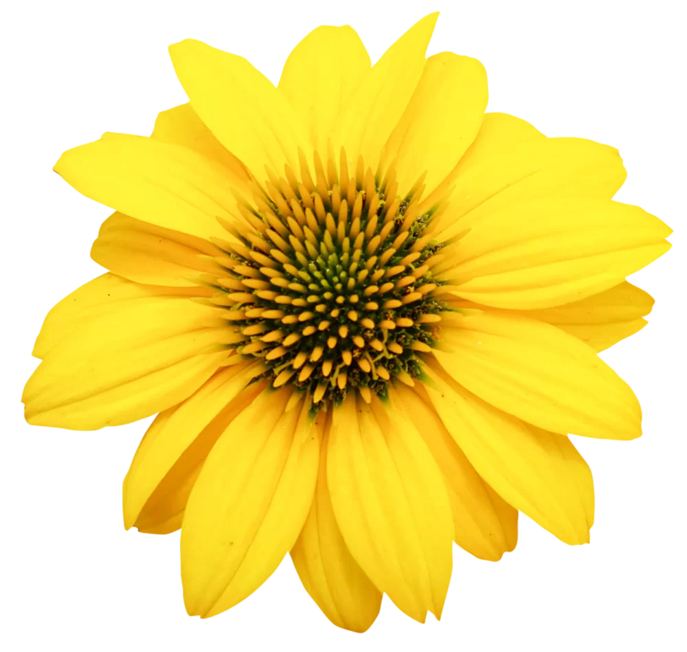 36514.webp