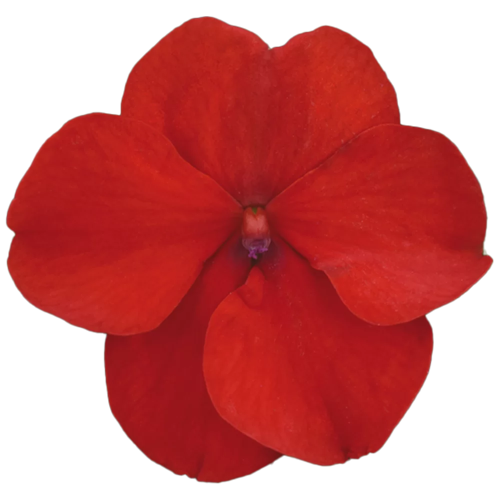 36699.webp