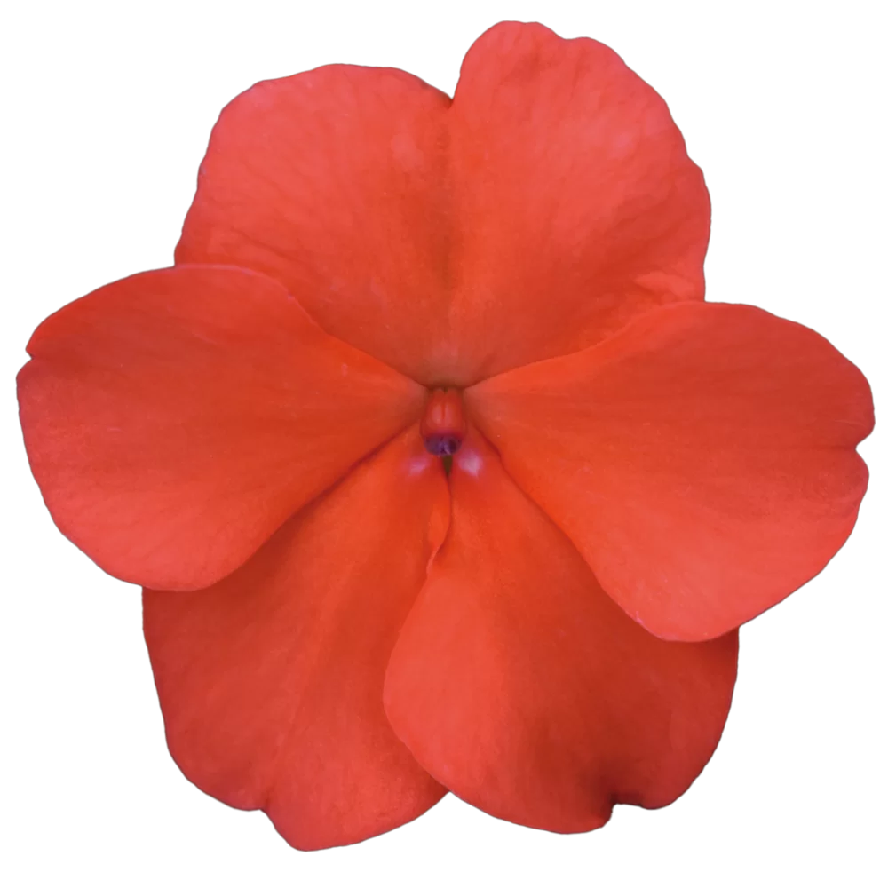 36700.webp