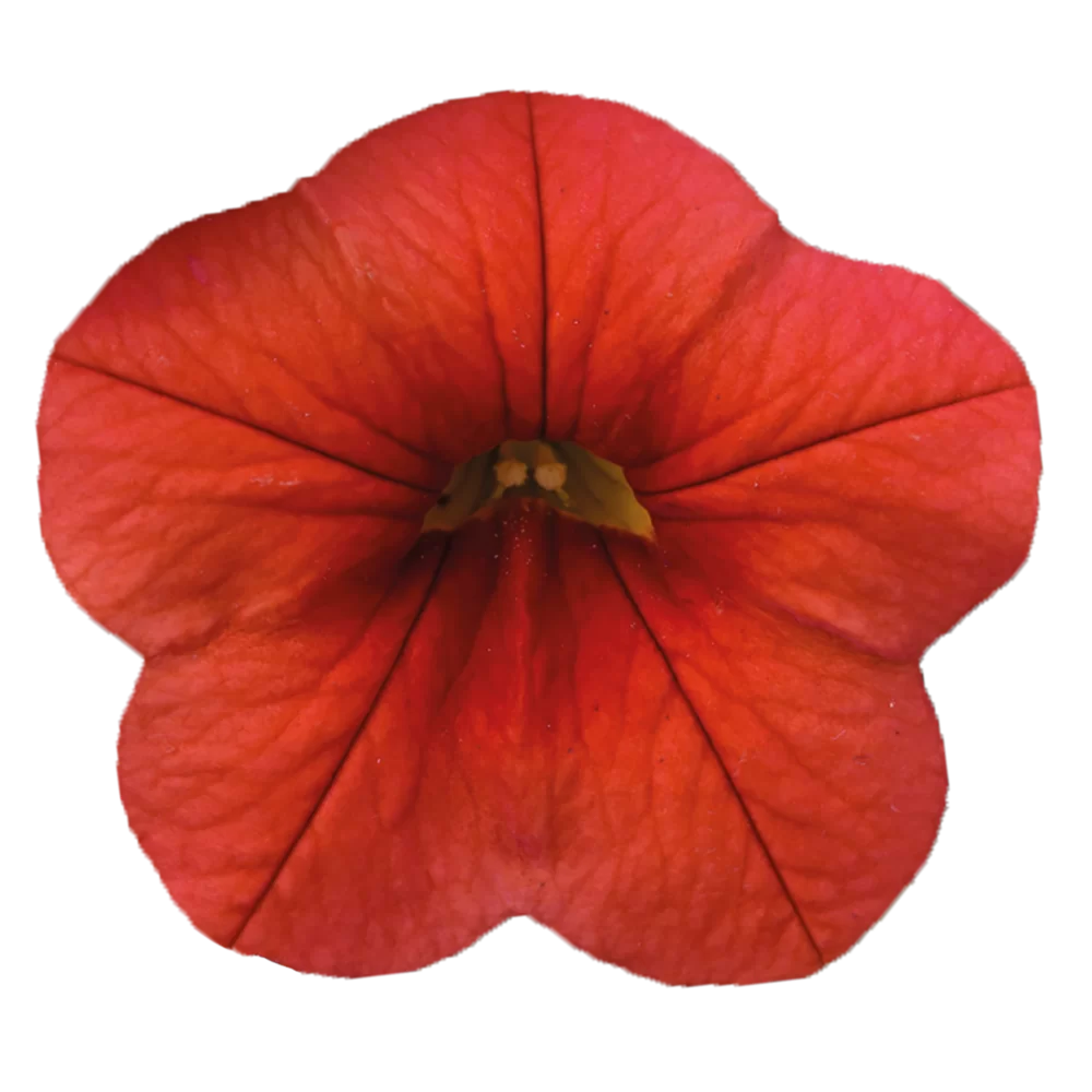 36864.webp