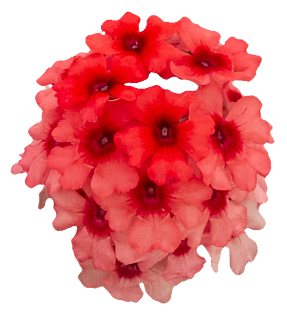 36987.webp