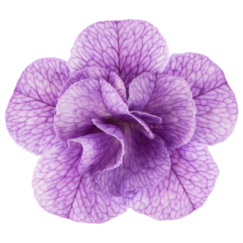 37007.webp