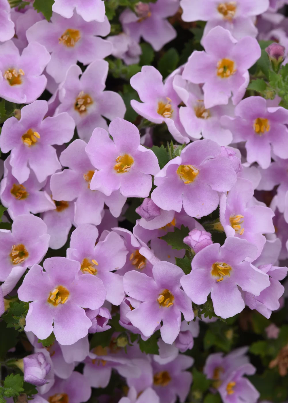 37164.webp