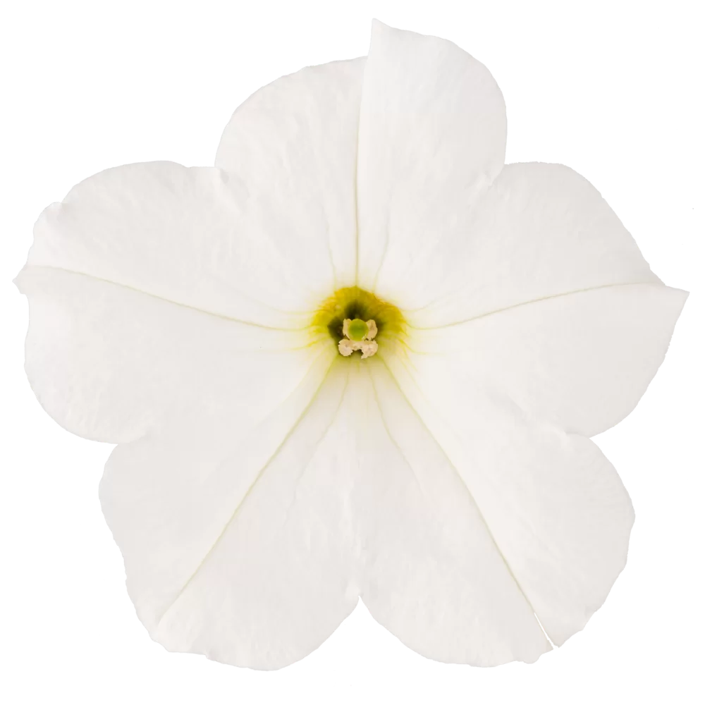 37278.webp