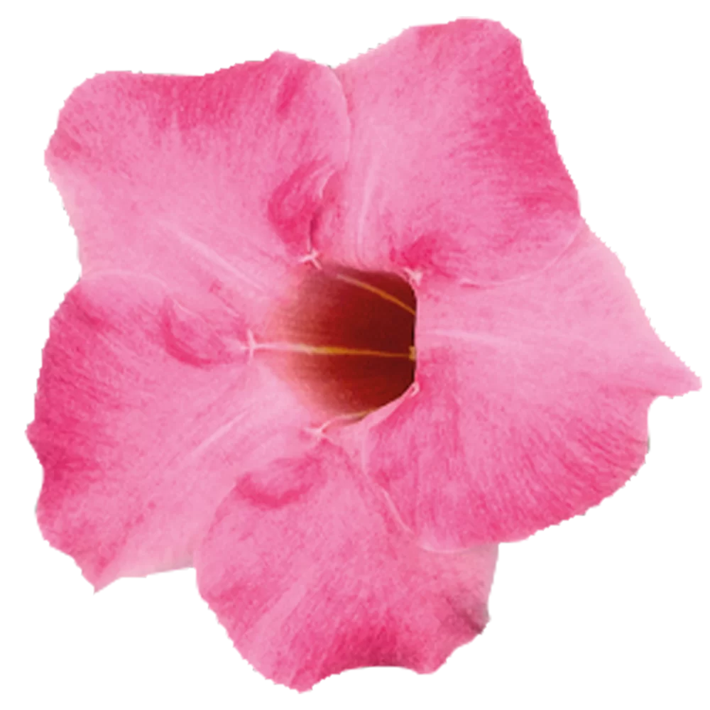 37376.webp