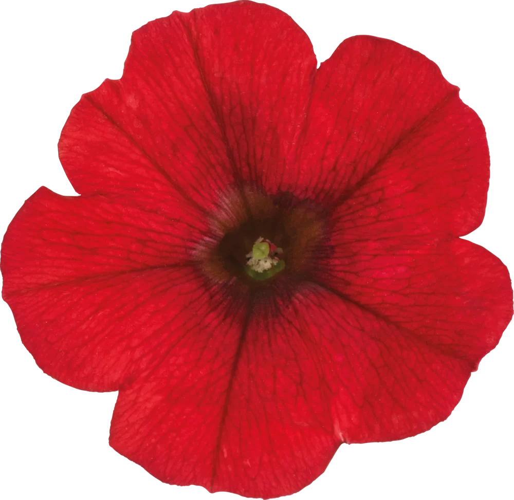 37478.webp