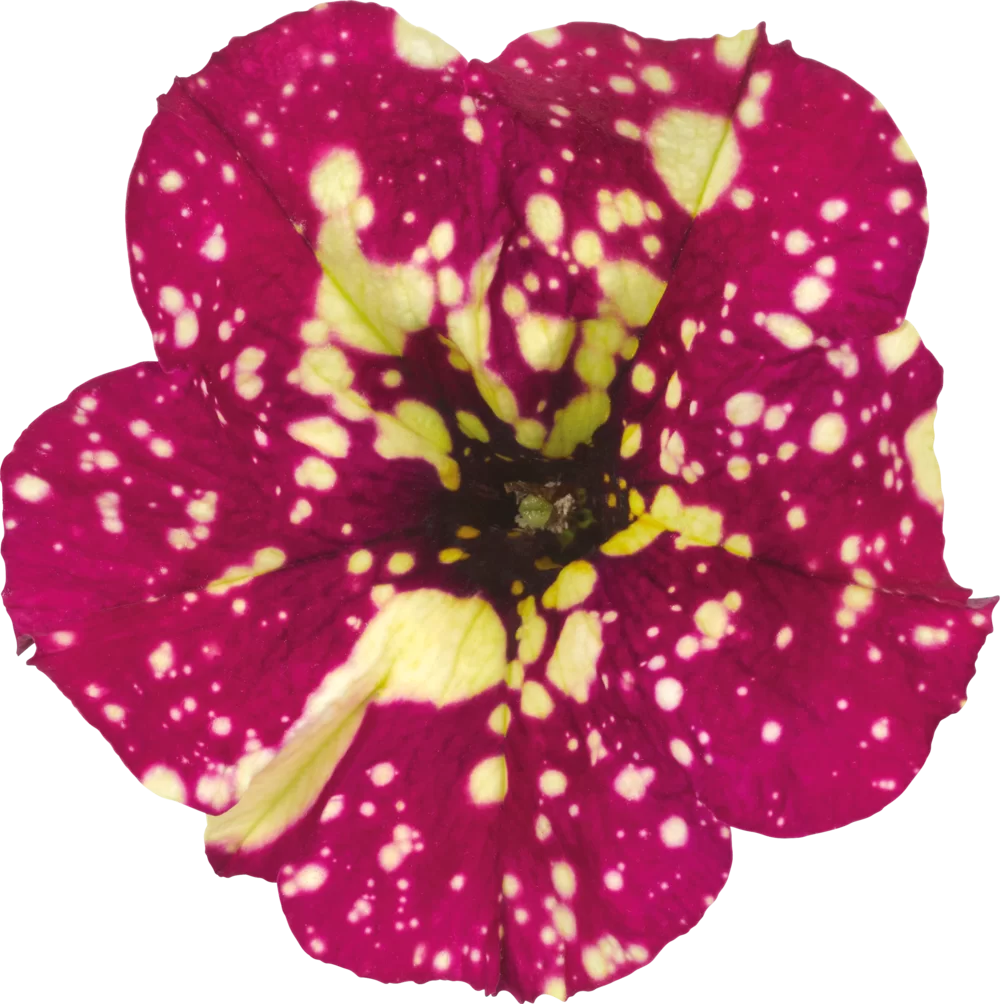 37722.webp