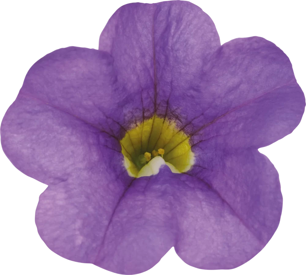 37924.webp