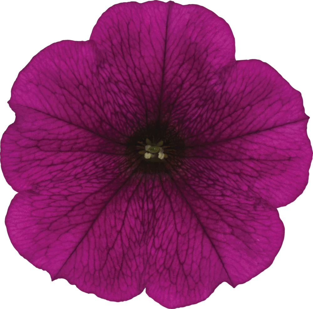 38138.webp