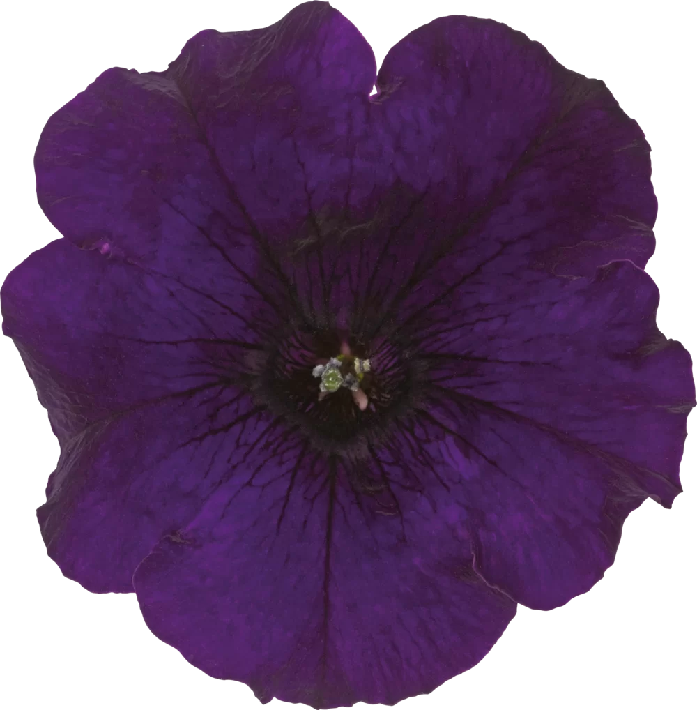 38162.webp