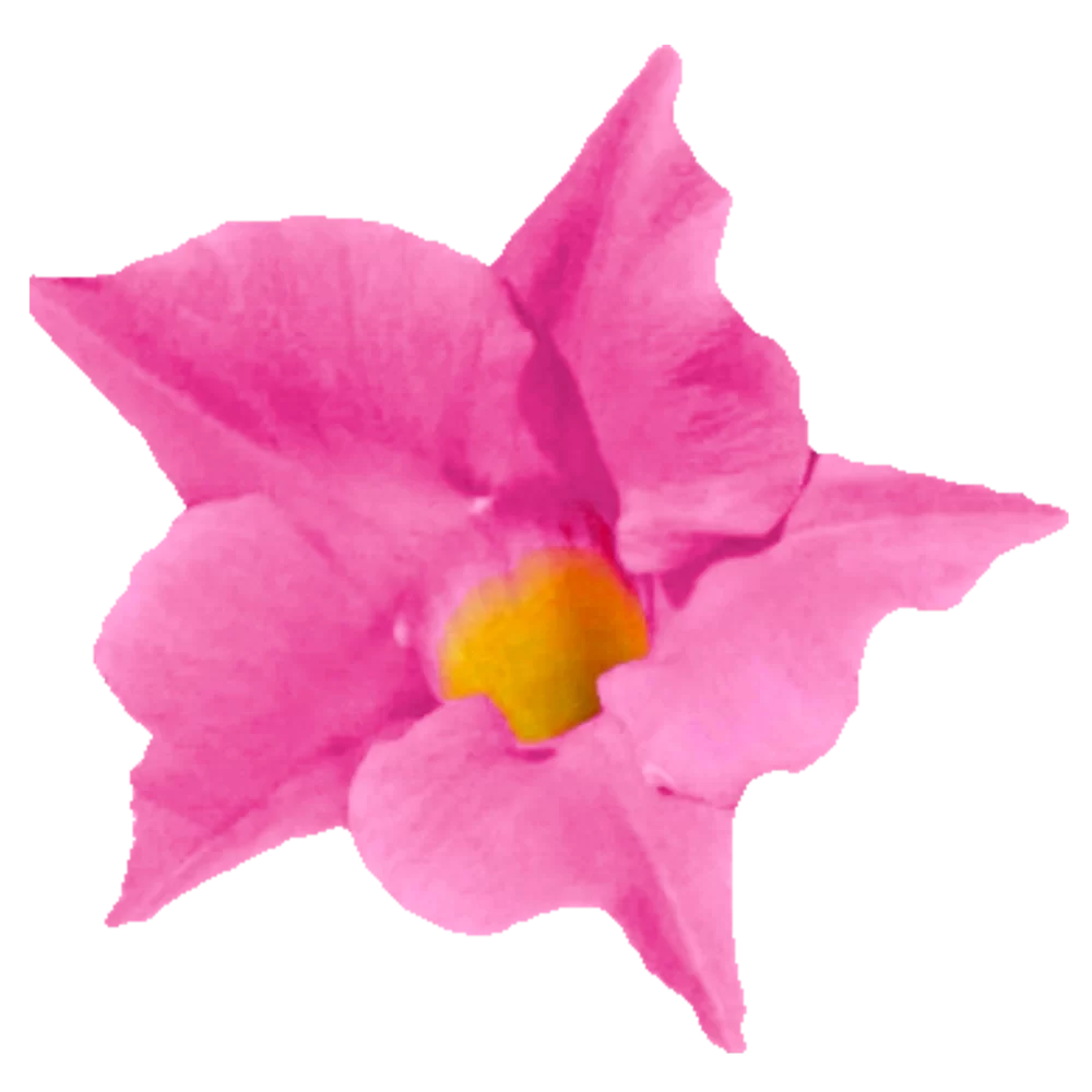 38274.webp