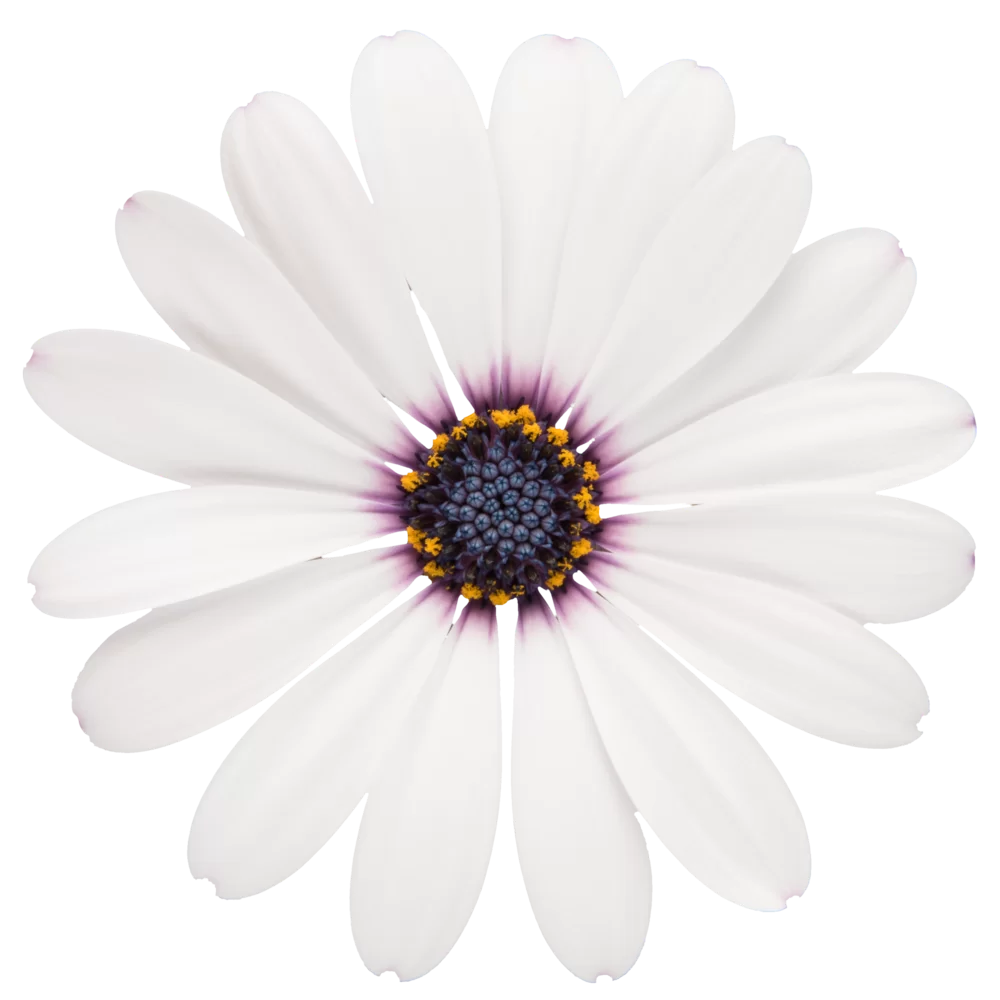 41450.webp