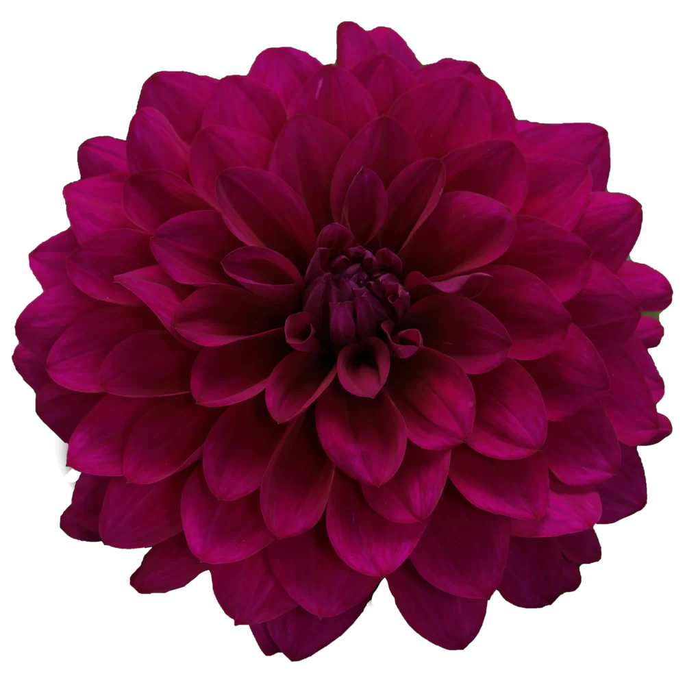 41589.webp