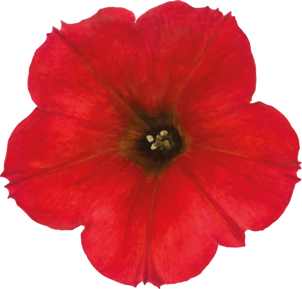 41648.webp