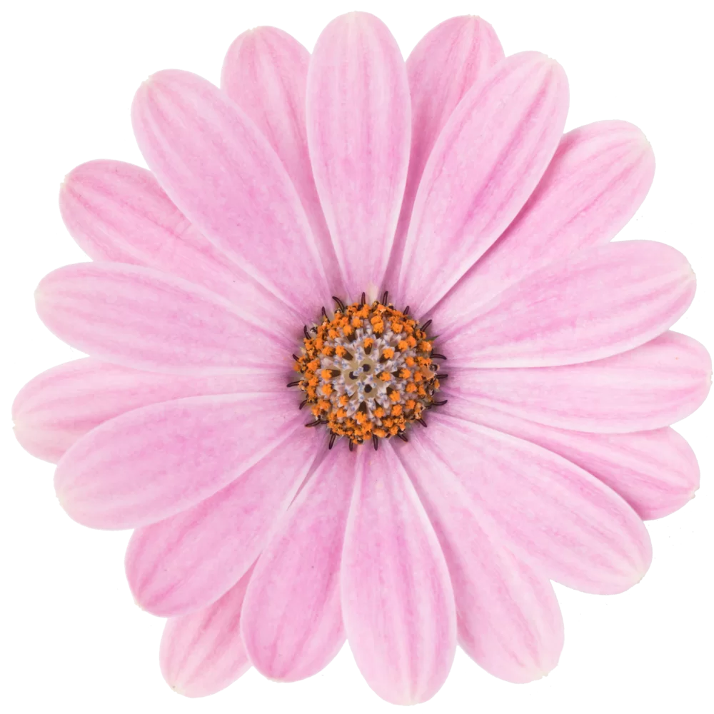 42587.webp