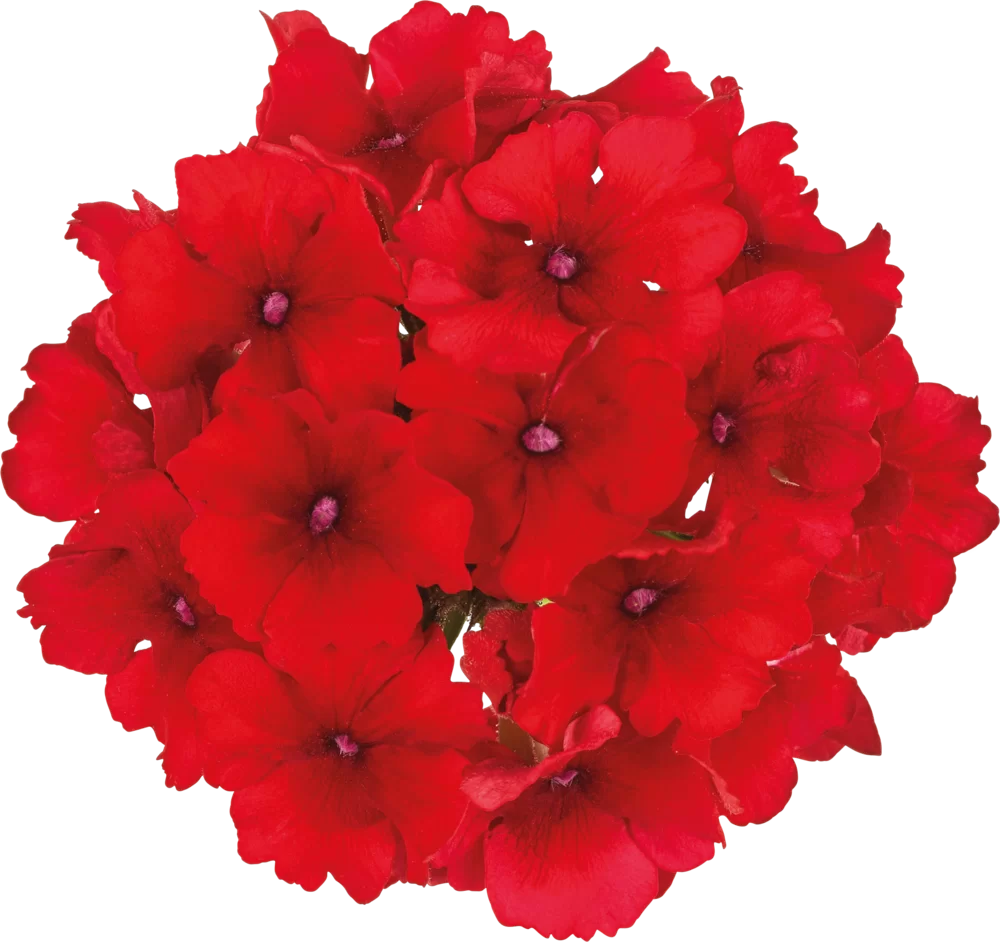 42601.webp