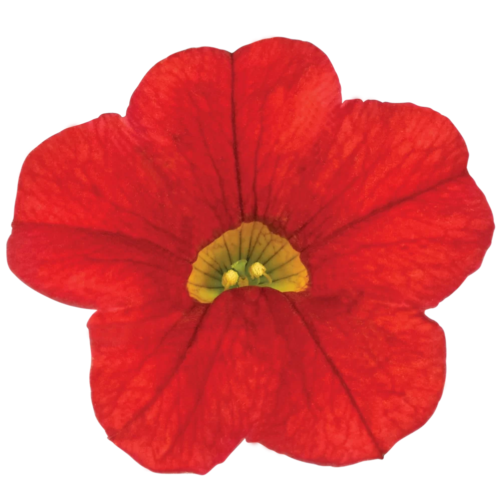 42606.webp