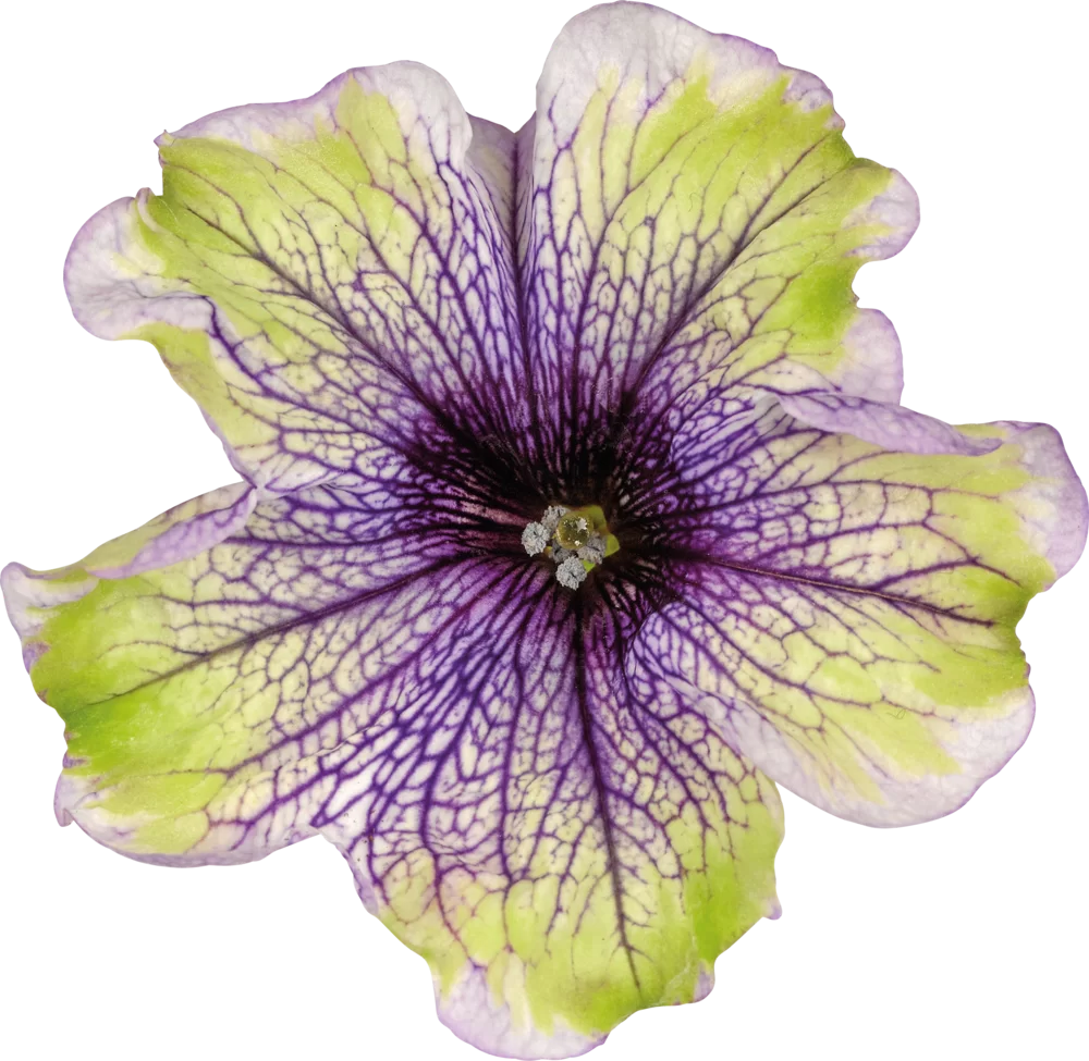 42634.webp