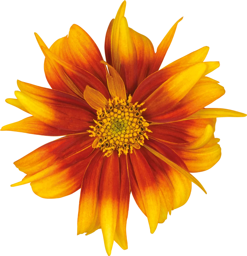 42850.webp