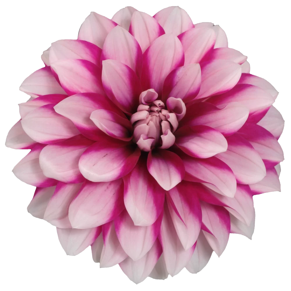 42866.webp