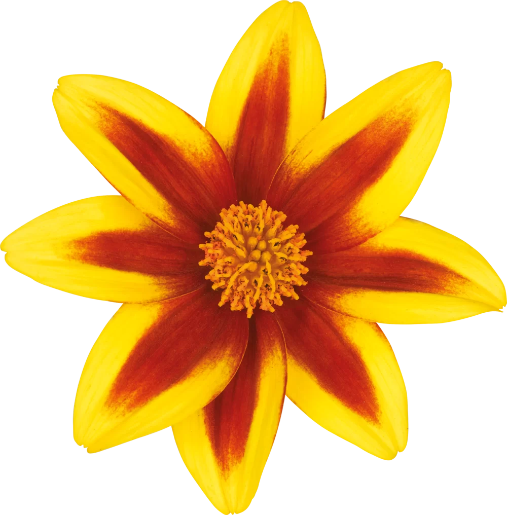 43424.webp