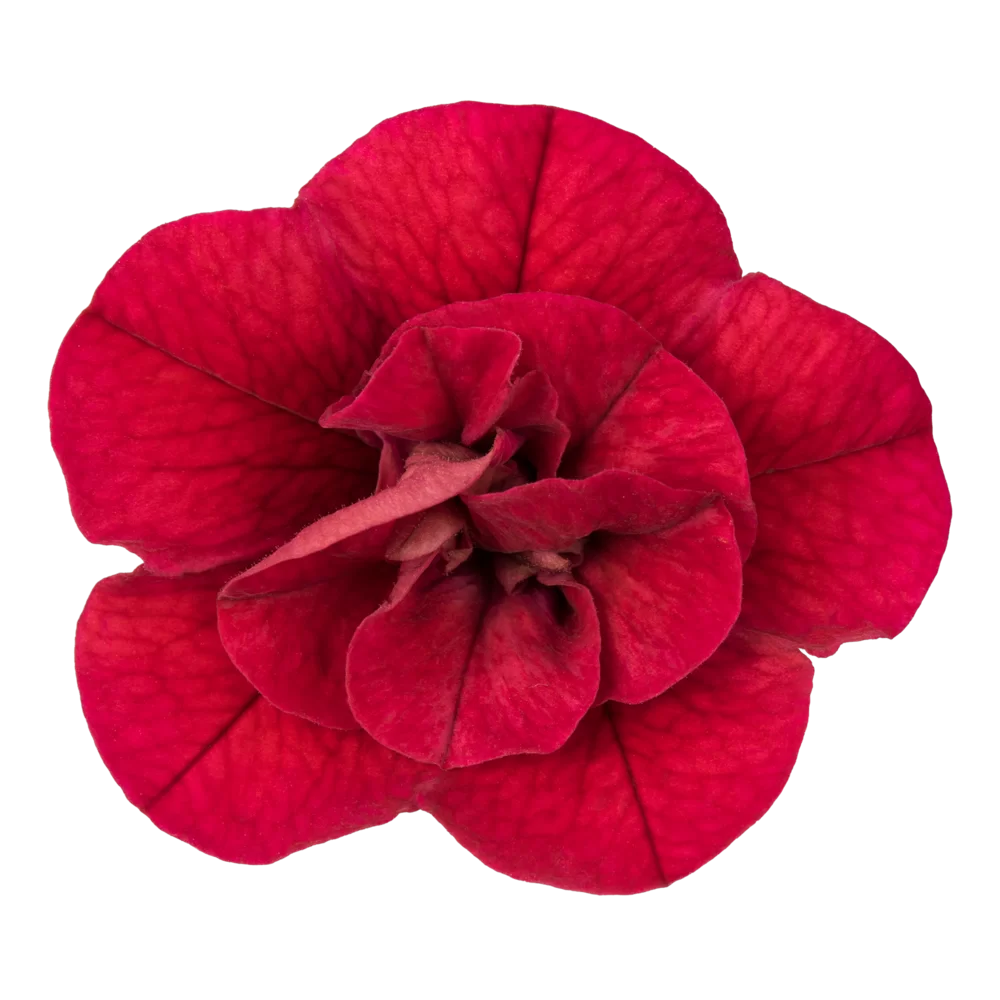 43973.webp