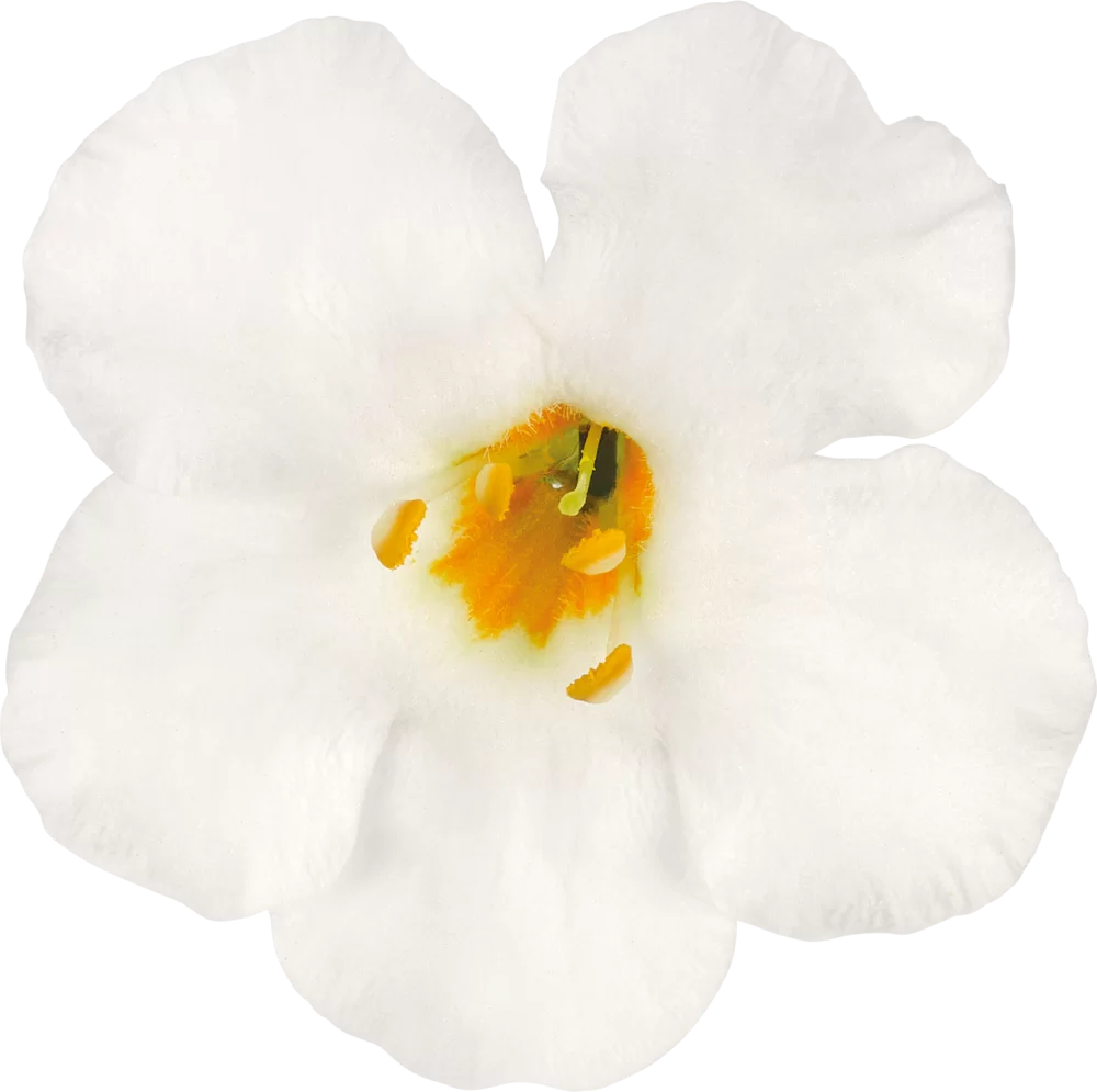 44005.webp
