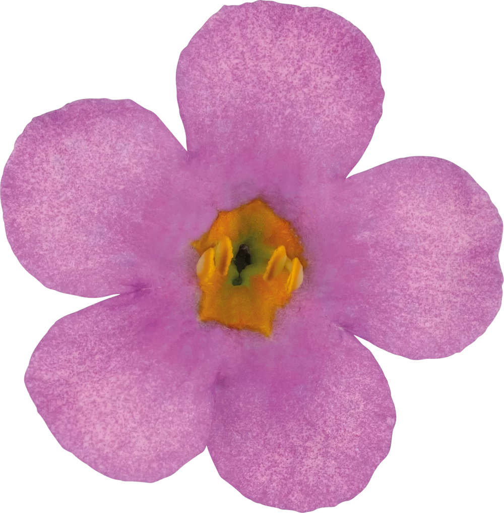 44007.webp