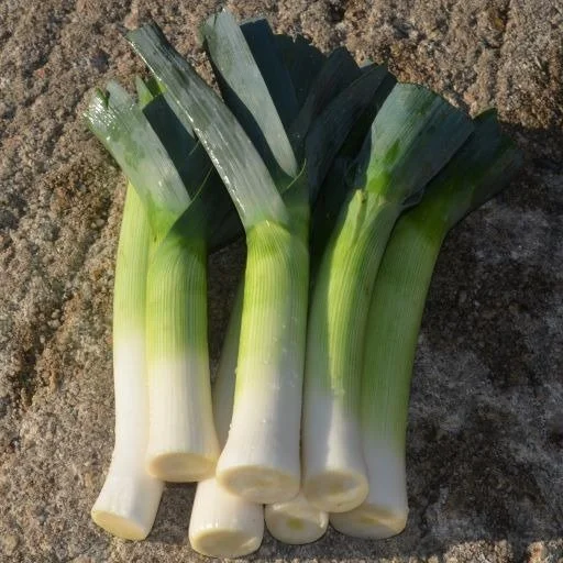 050090NK.jpg