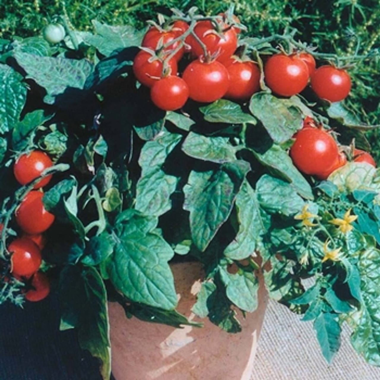 056458NG.jpg
